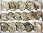 Lot: - Cut Ammonite Pairs (Grade B/C) - Pairs #77339-1